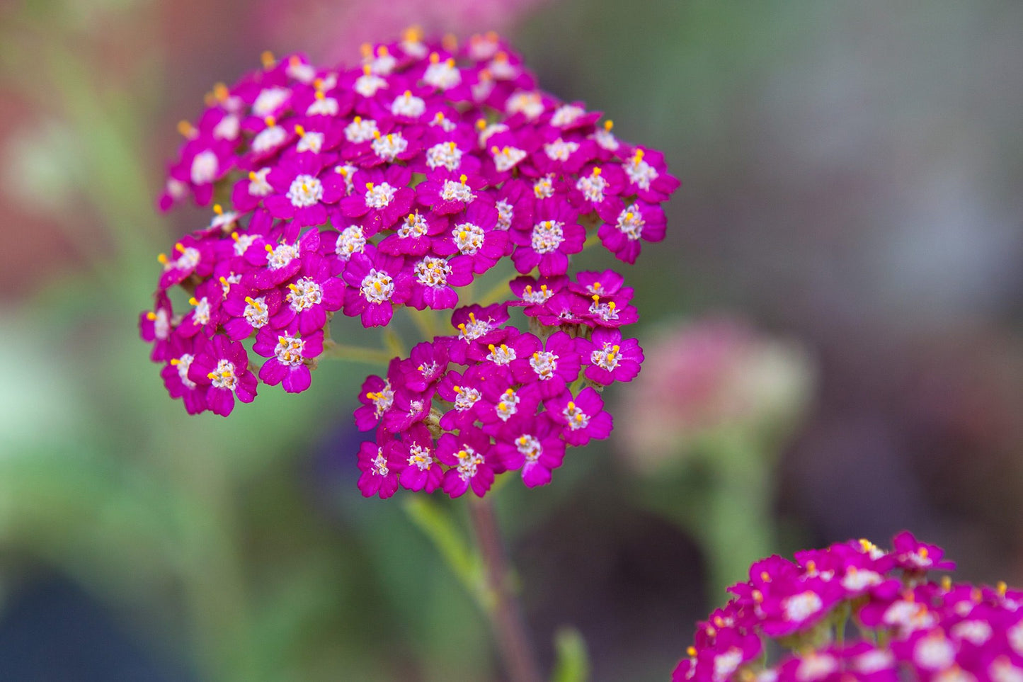 yarrow flower seeds pink