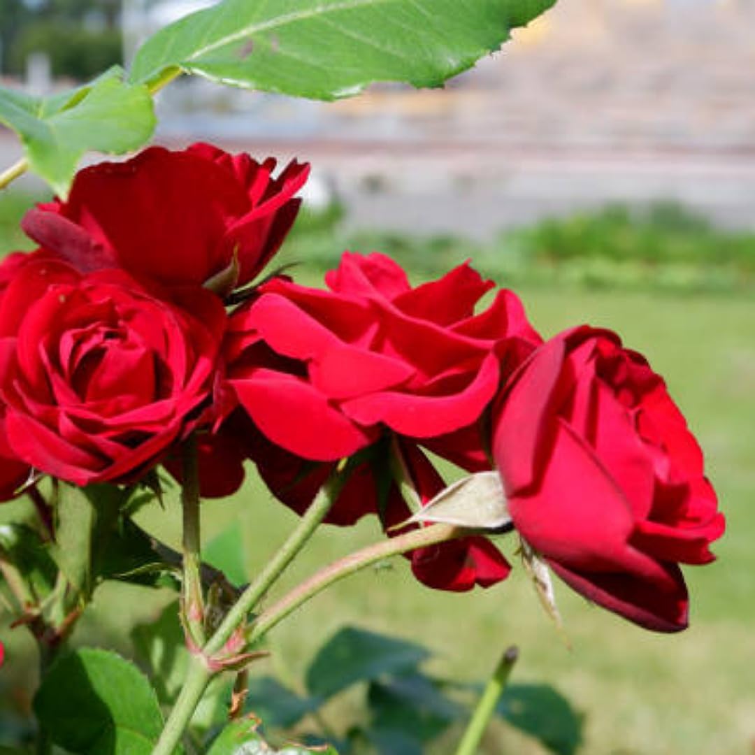 Lebendige Garten-Rosenblumensamen für farbenfrohes Pflanzen