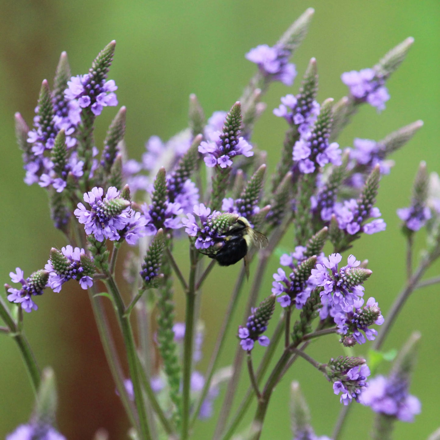 Vervain Herb Seeds