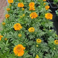 Organic Marigold Seeds