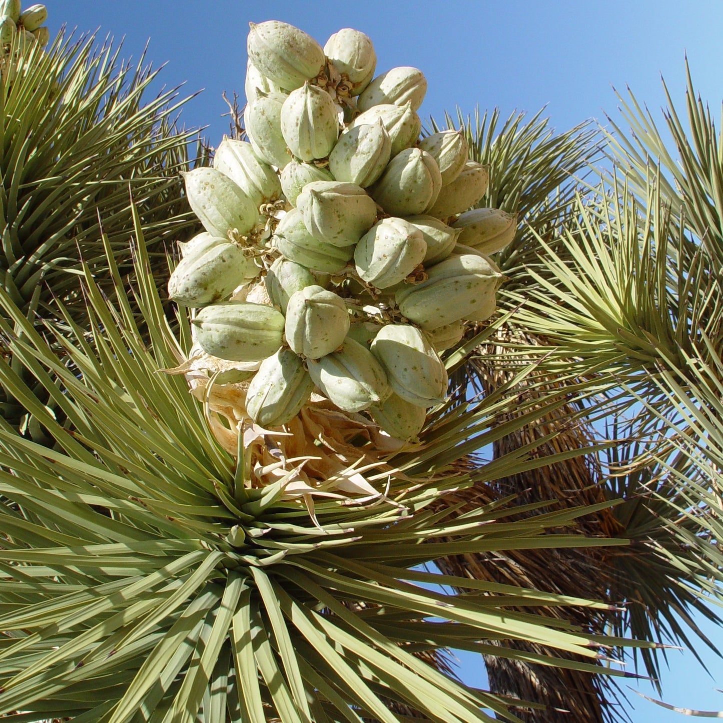 Yucca Brevifolia Tree Seeds