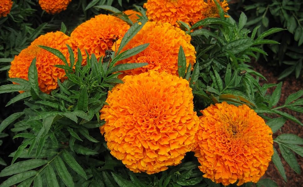 Orange Carnation Flower seeds for Planting - Hardy Variety, Heirloom & GMO Free Seeds for Home Garden
Sale for planting in home garden.