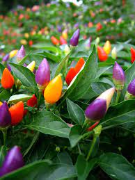 Collezione di semi di peperoncino piccante – Per la semina