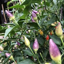 Collezione di semi di peperoncino piccante – Per la semina