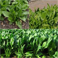 Semi di spinaci – Giardino domestico Non-OGM