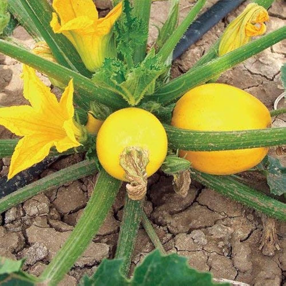 Graines de légumes de courgette verte jaune