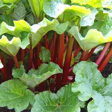 ルバーブの種子 希少な伝統野菜 植え付け用 巨大 非遺伝子組み換え