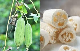 Semi di Luffa – Piantare per Giardino e Casa