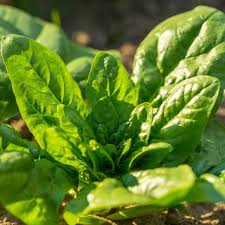 Semi di spinaci – Giardino domestico Non-OGM