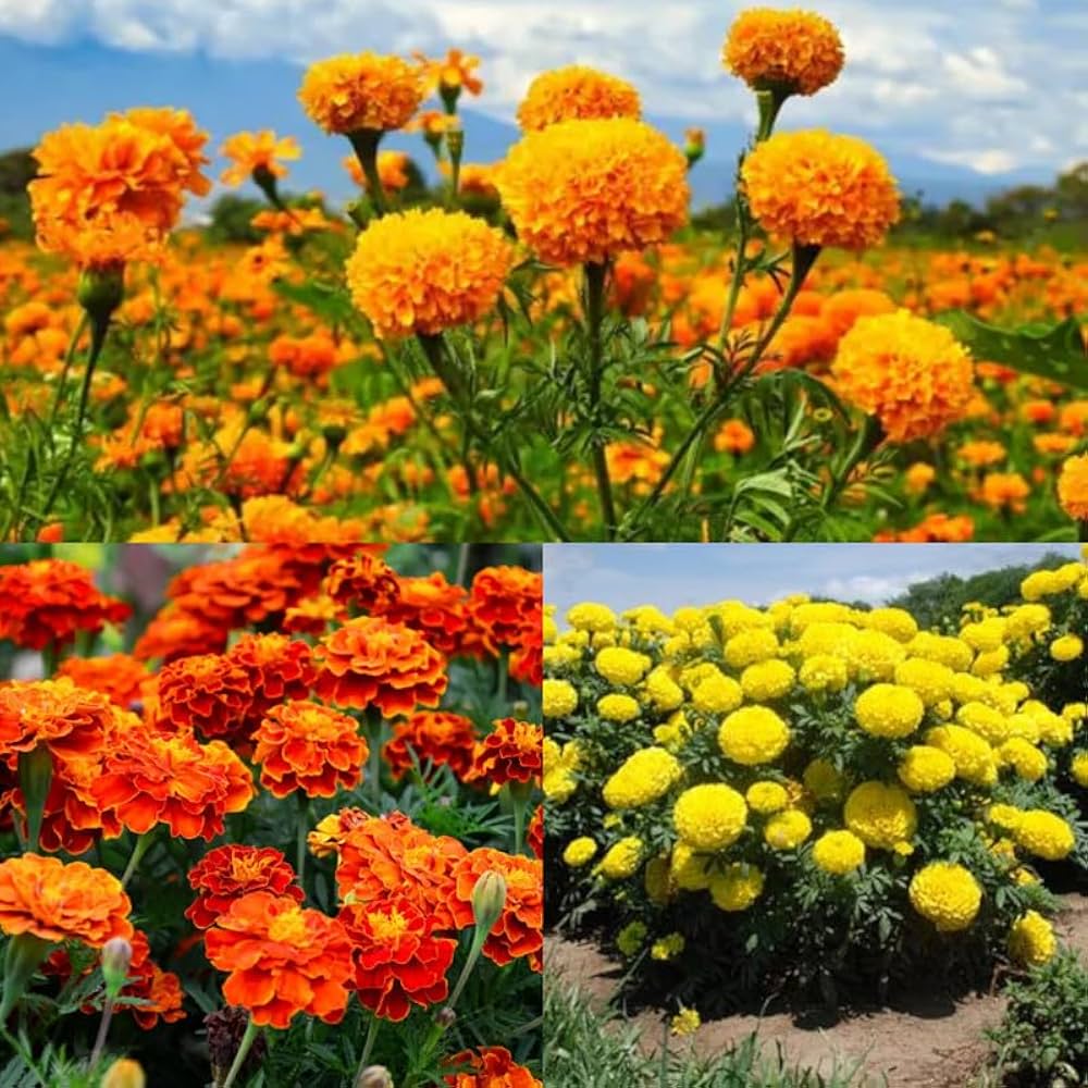 African Marigold Seeds for Planting Mixed