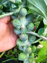 Semi di cavolini di Bruxelles - Germinazione precoce