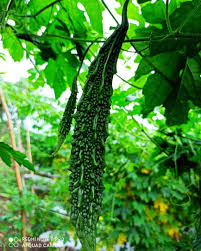 Graines de melon amer noir pour plantation