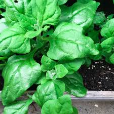 Semi di spinaci – Giardino domestico Non-OGM