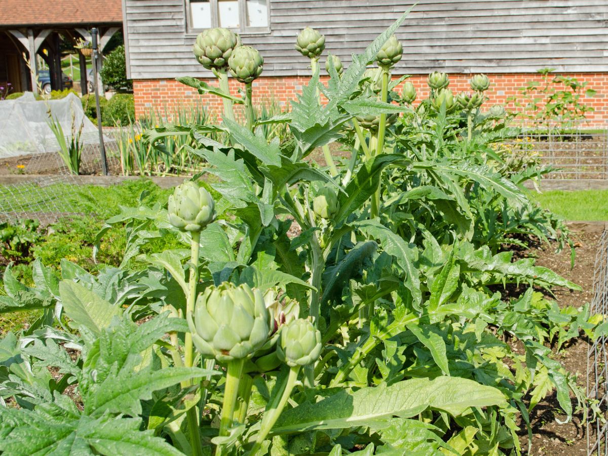 アーティチョークの種子 - 室内および屋外植え付け用