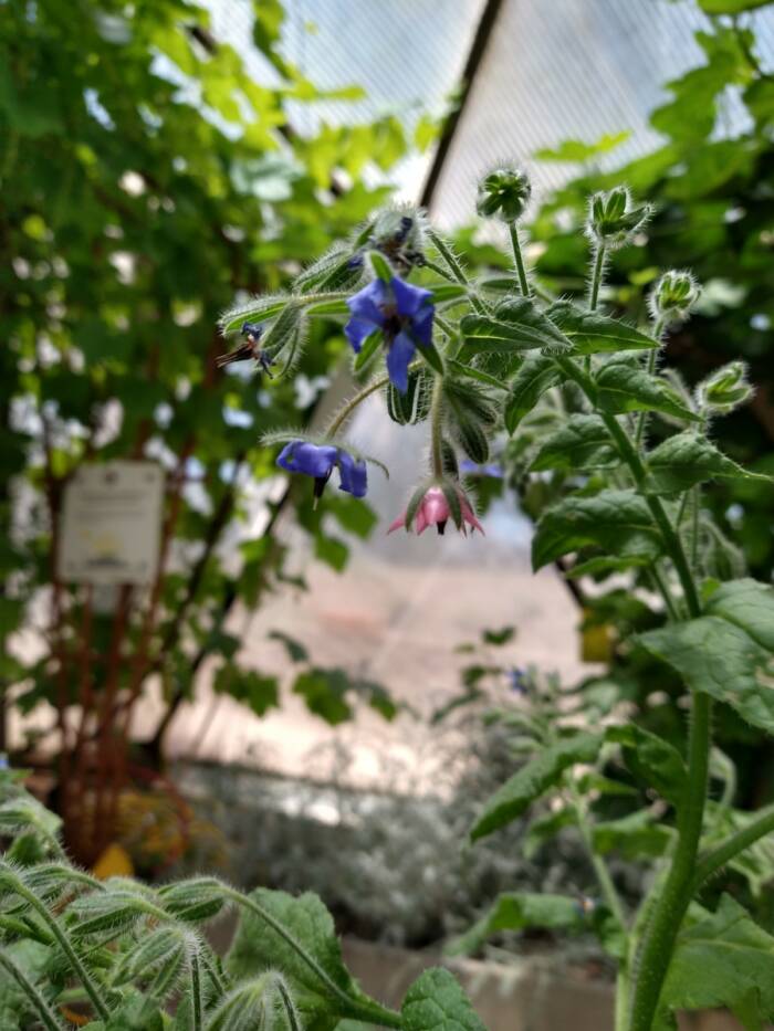 Borage Seeds for Planting – Thick Blue Flowers