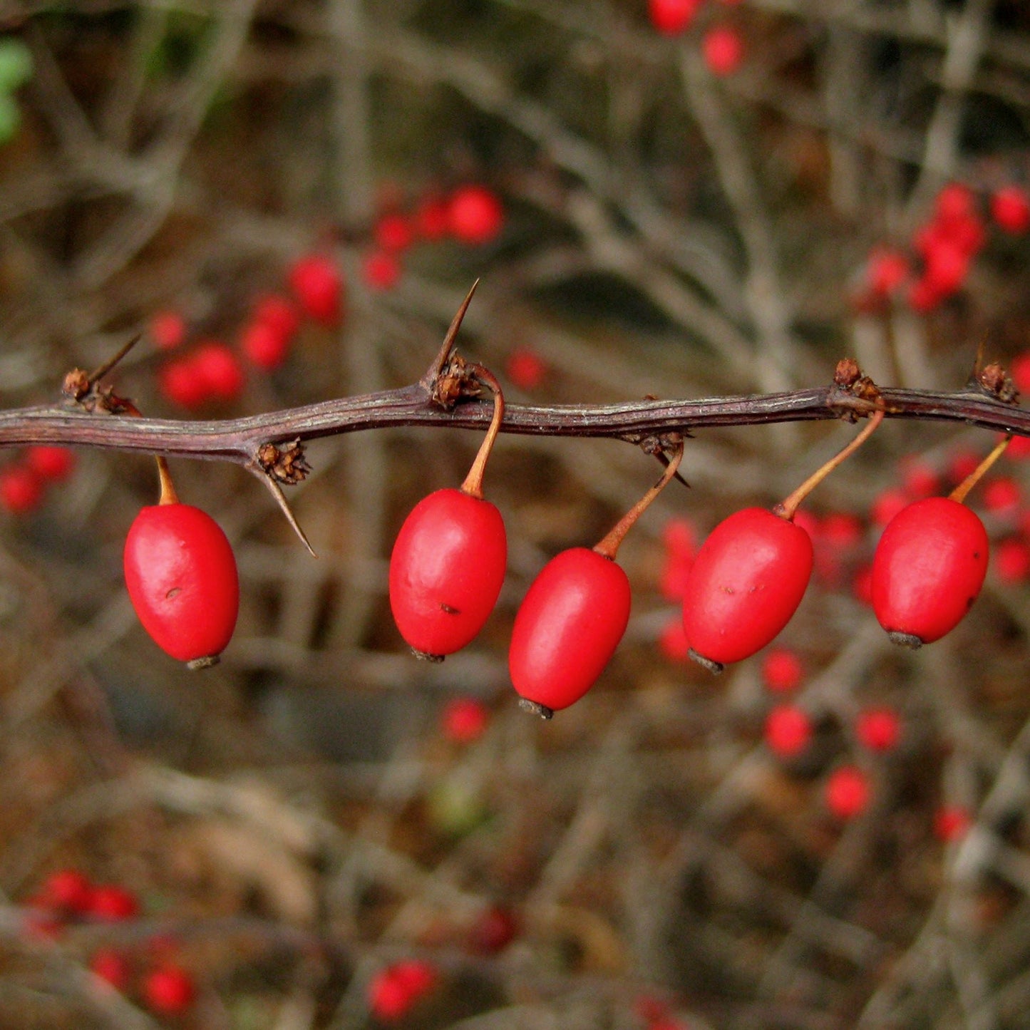 Japanese Barberry Fruit Seeds