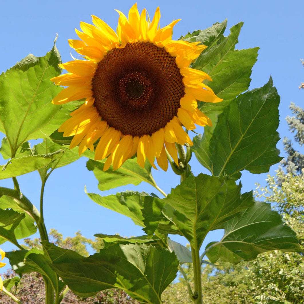 Mongolian Giant Sunflower Seeds