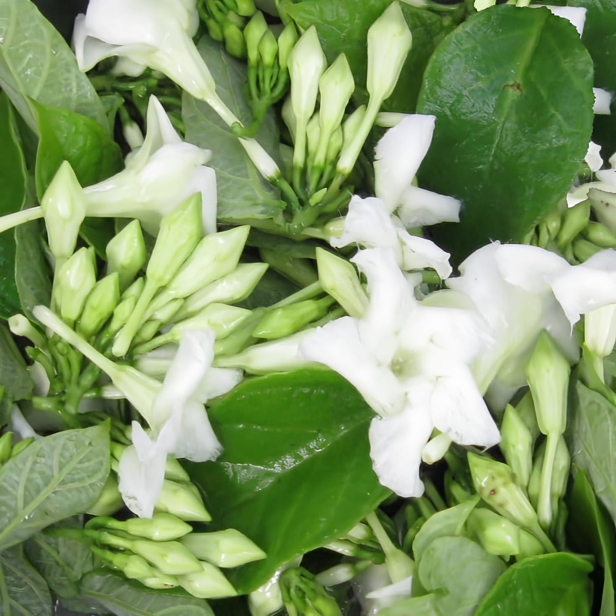 Loroco Flower seeds for Planting - Hardy Variety, Heirloom & GMO Free Seeds for Home Garden
Sale for planting in home garden.