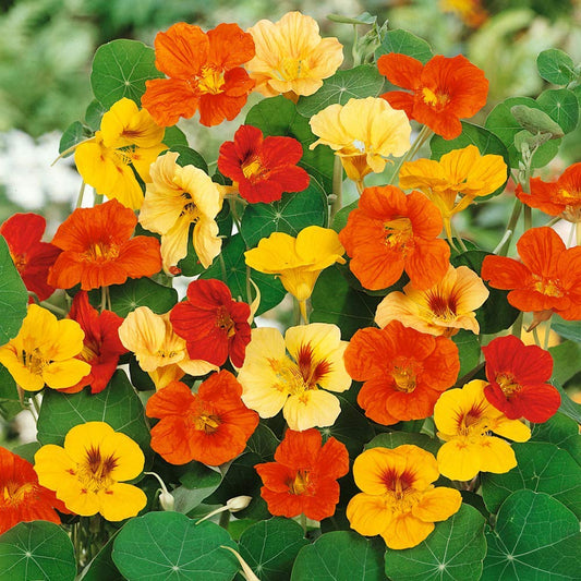 Mixed Color Nasturtium Flower Seeds for Planting – Heirloom, Non-GMO, Easy to Grow, Annual