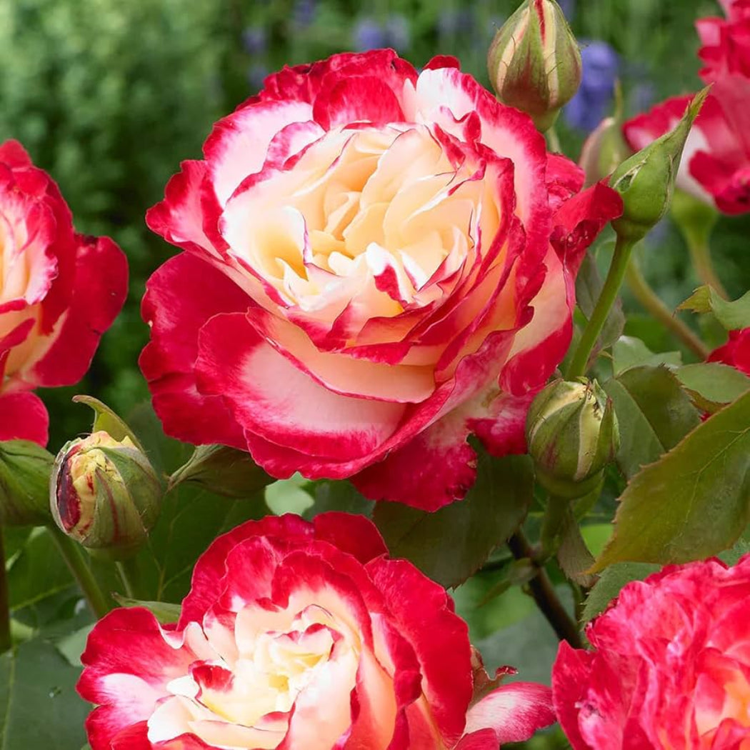 Semillas de flores Rosa Double Delight