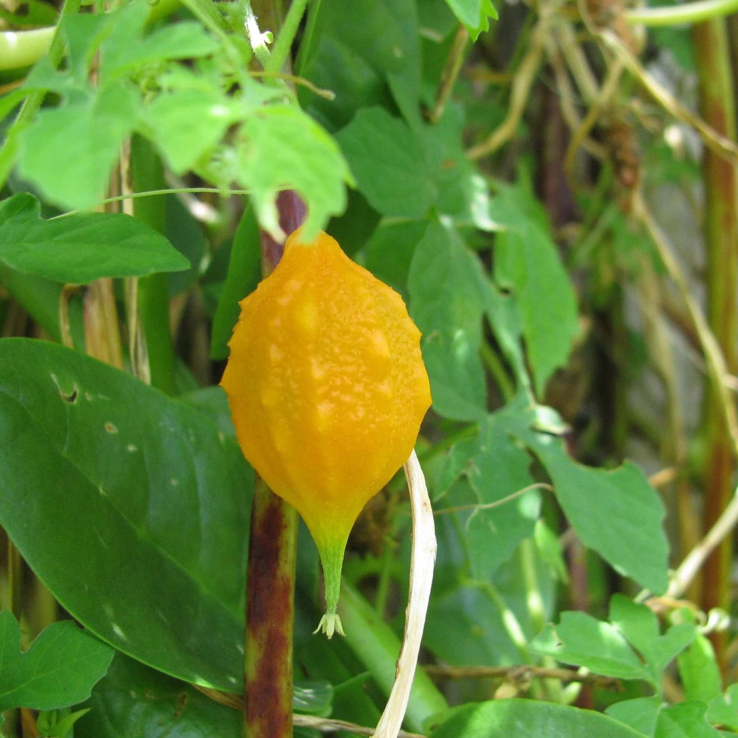 Jamaican Cerasee Vegetable Seeds