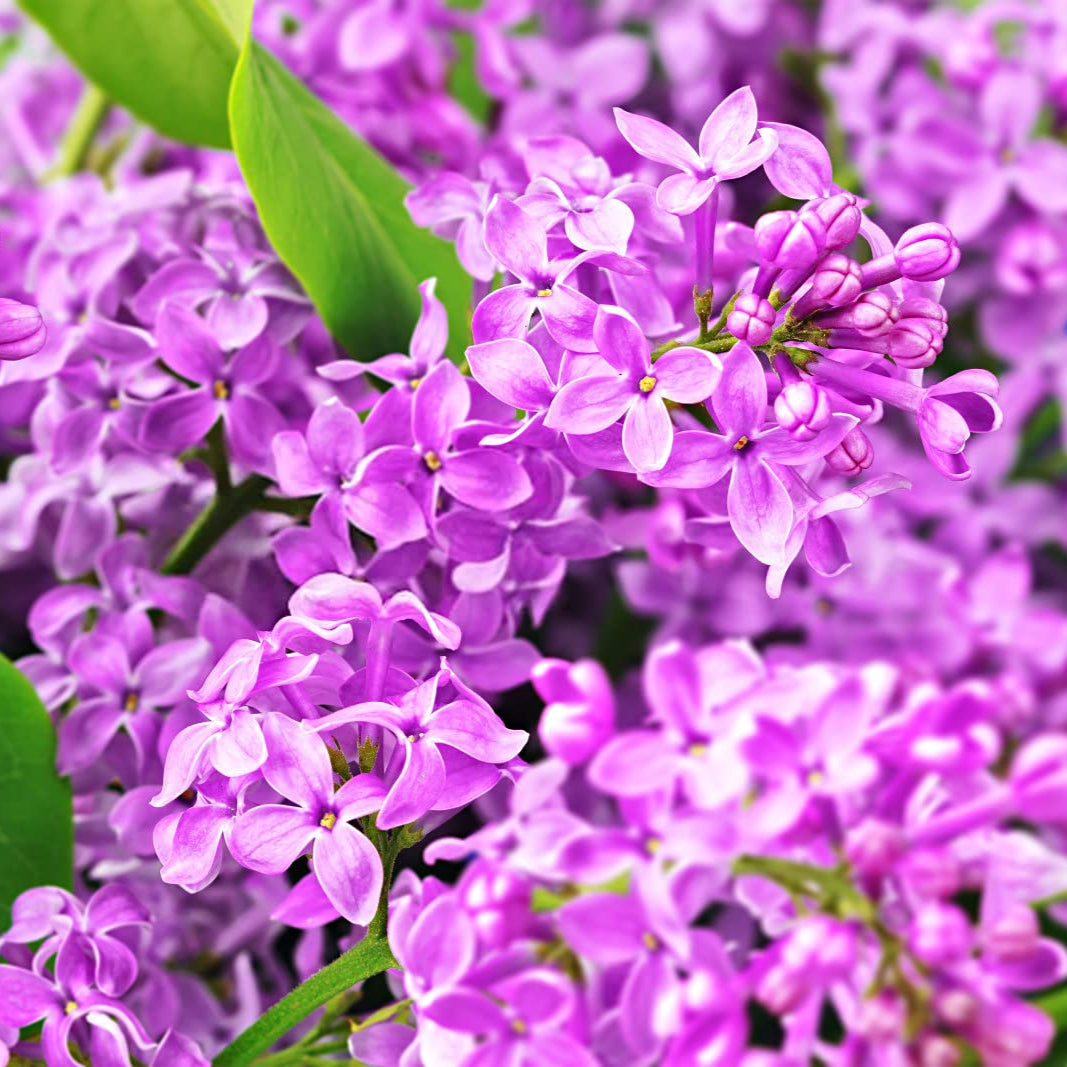 Semillas de flores lilas mixtas