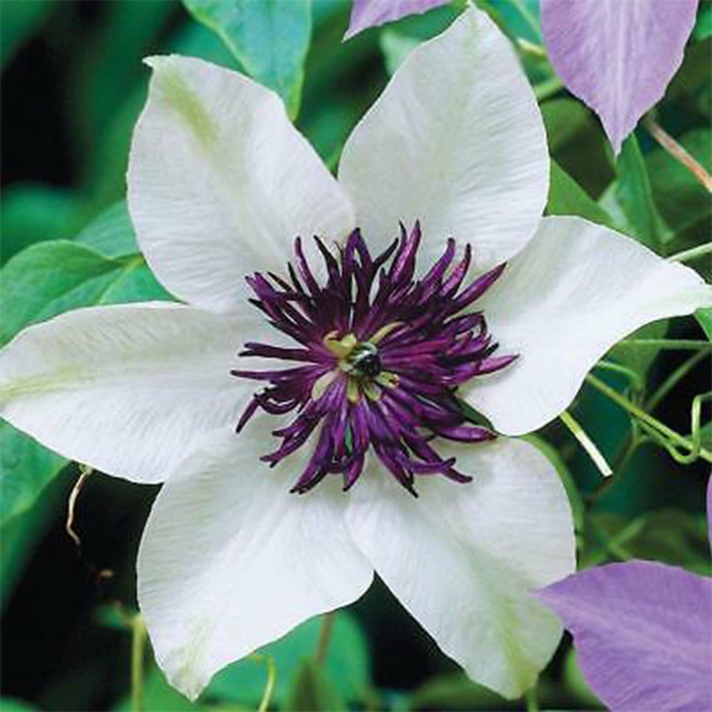 白紫色のクレマチスの花の種