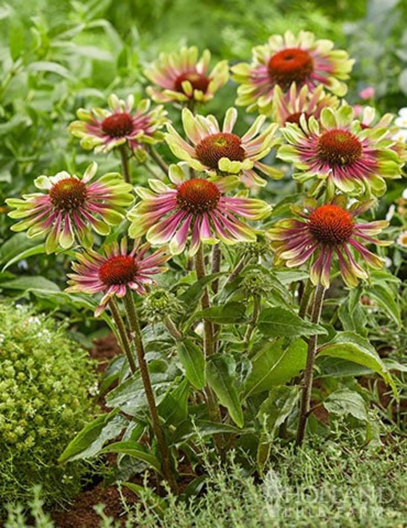Green ConeFlower seeds for Planting