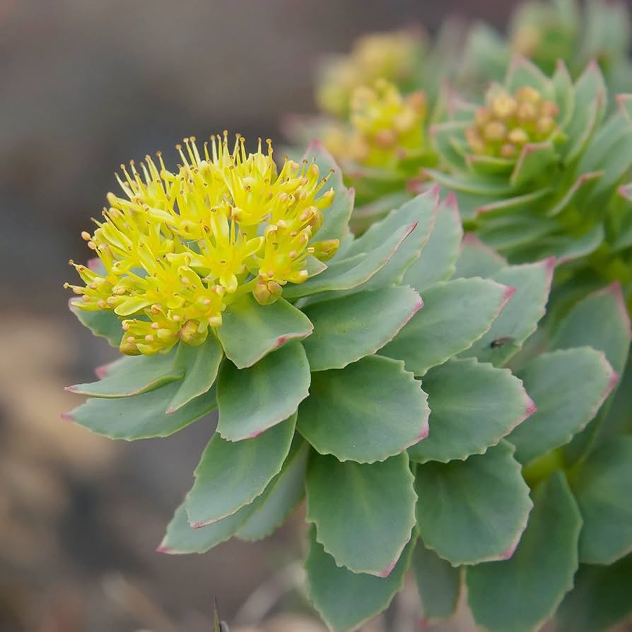Rhodiola Rosea Herb Seeds for Planting – Heirloom, Non-GMO, Medicinal, Easy to Grow