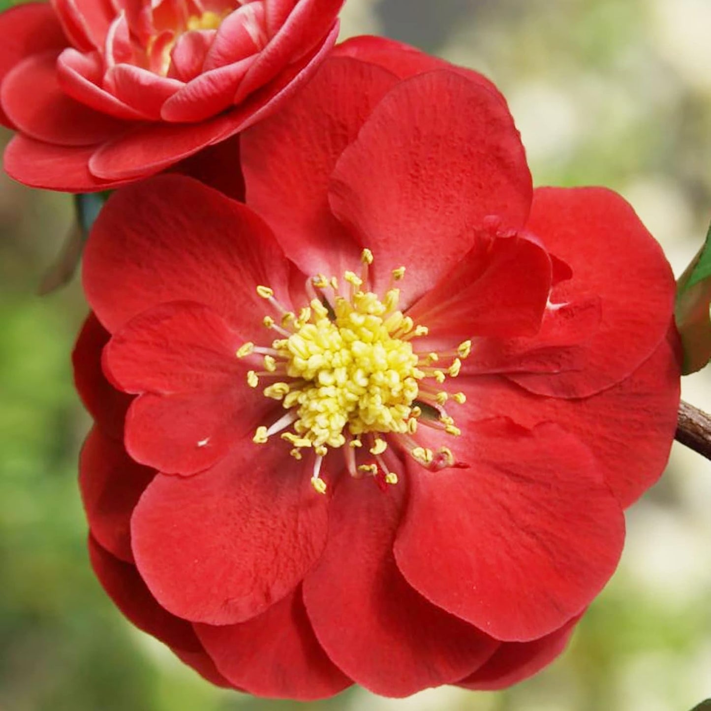Chaenomeles Speciosa Flower Seeds