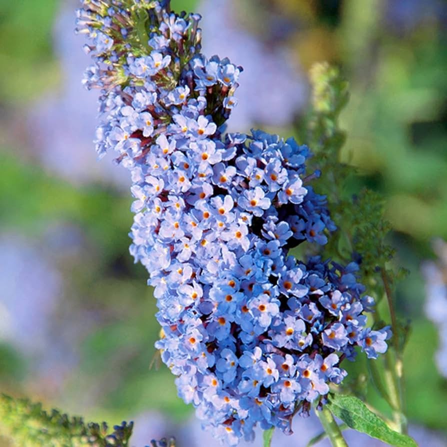 planting butterfly bush seeds Sky Blue Butterfly Bush Seeds for Planting – Heirloom, Non-GMO, Pollin – Pure Asia Seeds