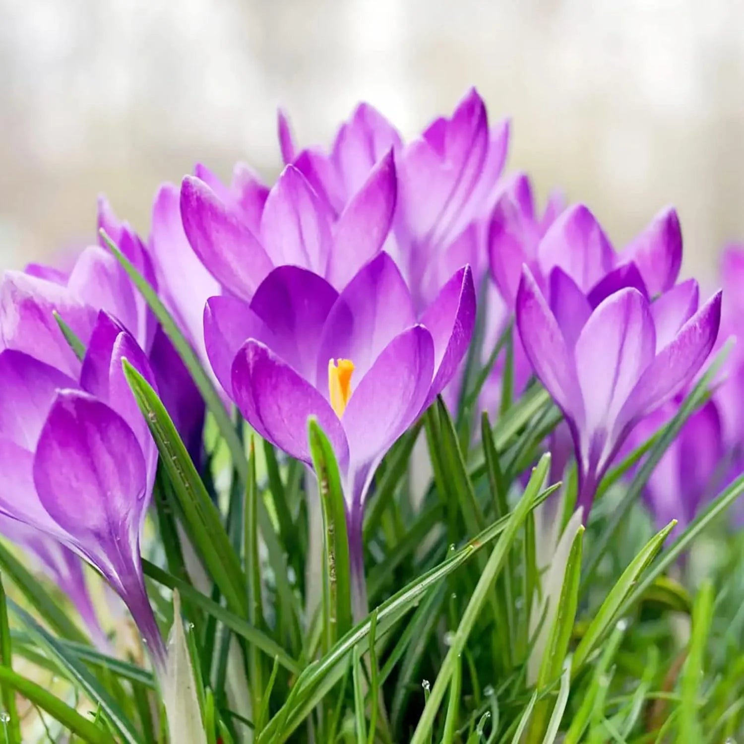 crocus plant seeds Autumn Crocus Flower Seeds – Heirloom, Non-GMO, Easy to Grow, Perennia – Pure Asia Seeds