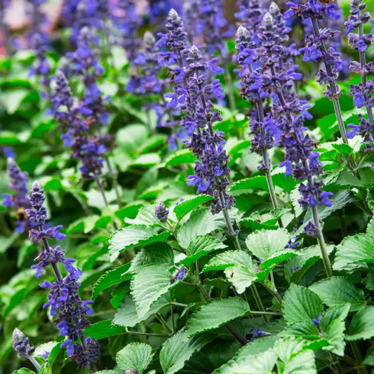 Blue Salvia Flower Seeds for Planting – Heirloom, Non-GMO, Easy to Grow, Pollinator-Friendly