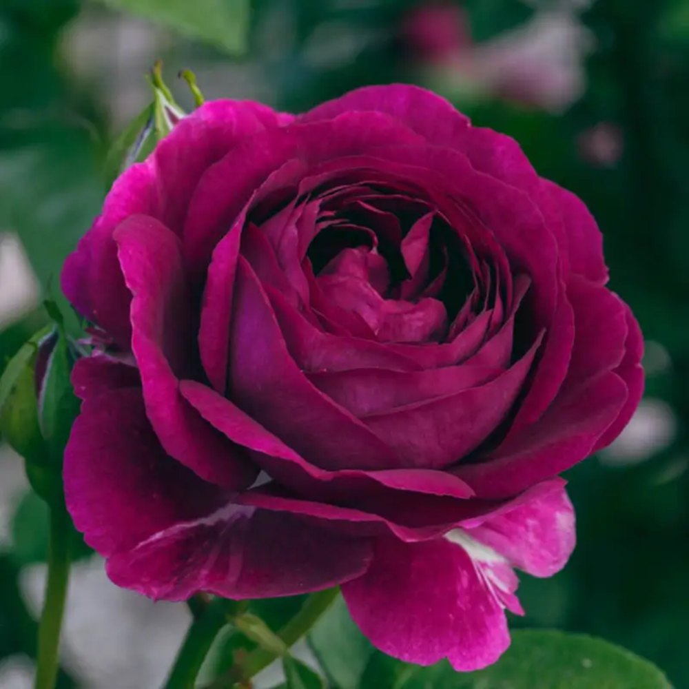 Rosa 'Twilight Zone' Flower Seeds