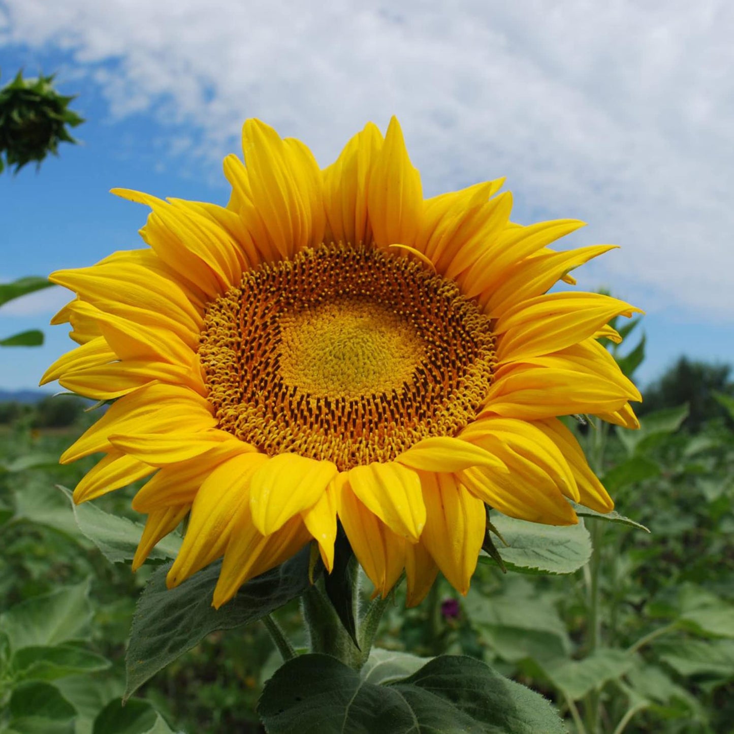 Gigantic Titan Sunflower Seeds