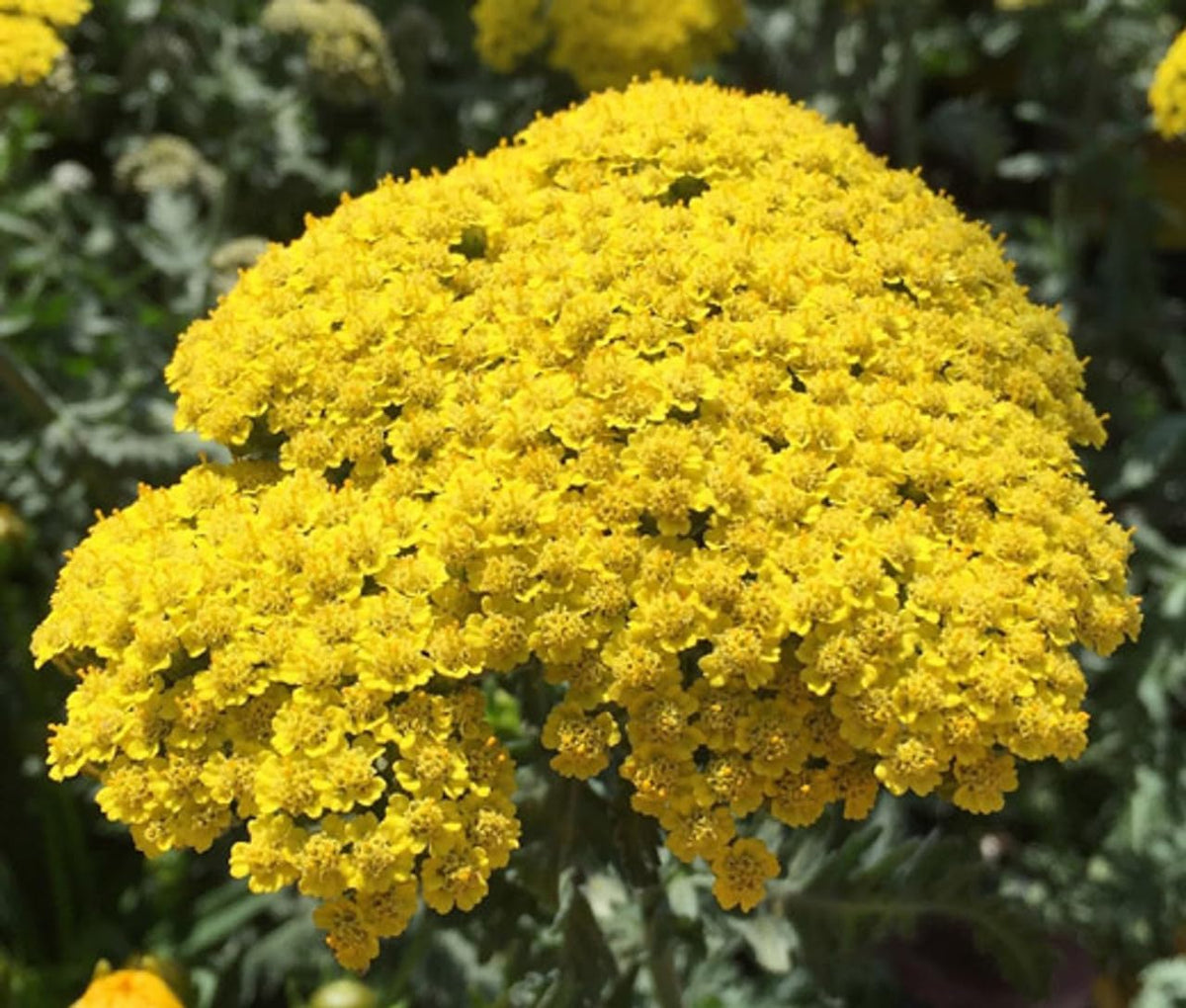 Achillea (Achillea Flower) seeds for planting in home garden