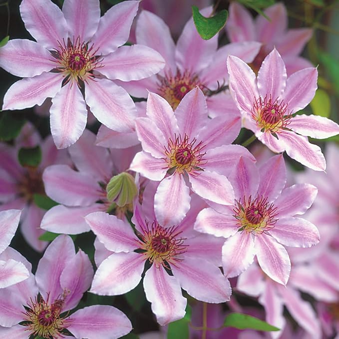Clematis Flower Seeds