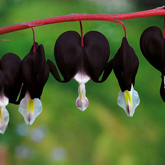 Black Bleeding Heart Flower Seeds for Planting – Heirloom, Non-GMO, Perennial, Shade-Loving
