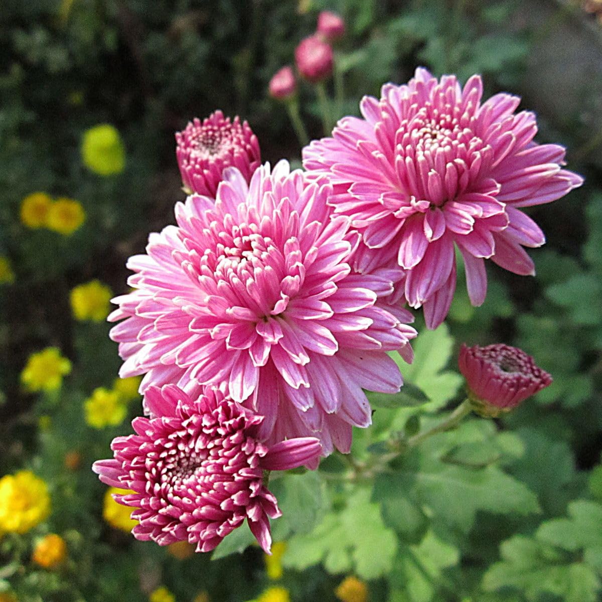 Crucianella Flower seeds for Planting - Premium Quality, Heirloom & GMO Free Seeds for Home Garden