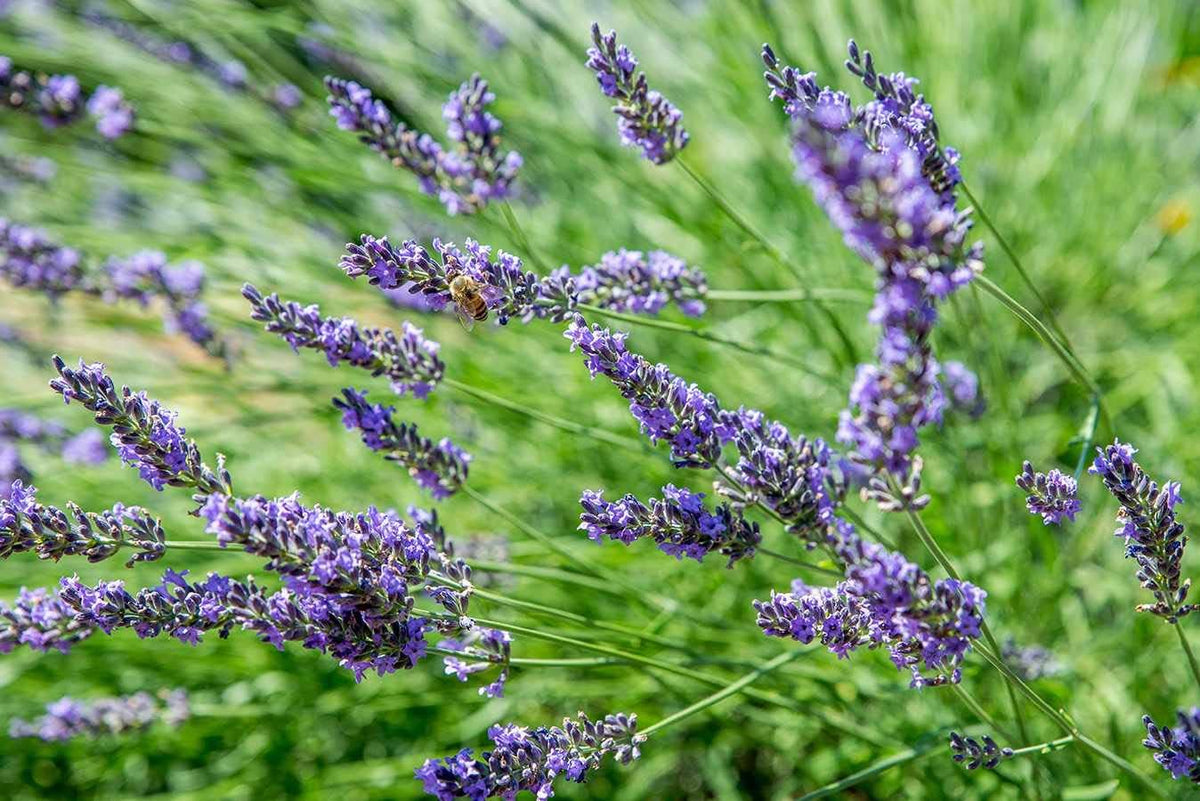 Lavender Blue Flower seeds for Planting - Vibrant Colors, Heirloom & GMO Free Seeds for Home Garden
Sale seeds for planting in home garden