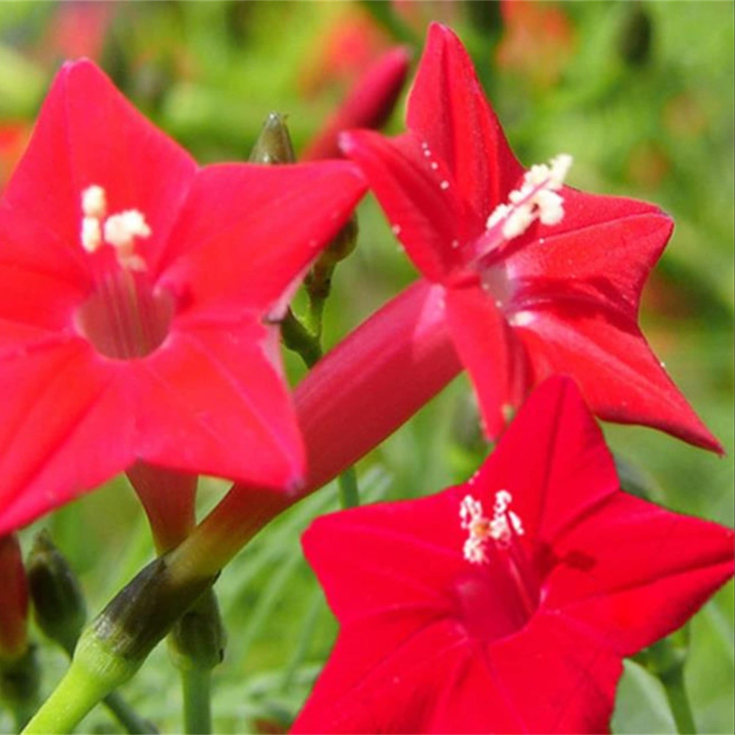 Ipomea Quamoclit Flower Seeds
