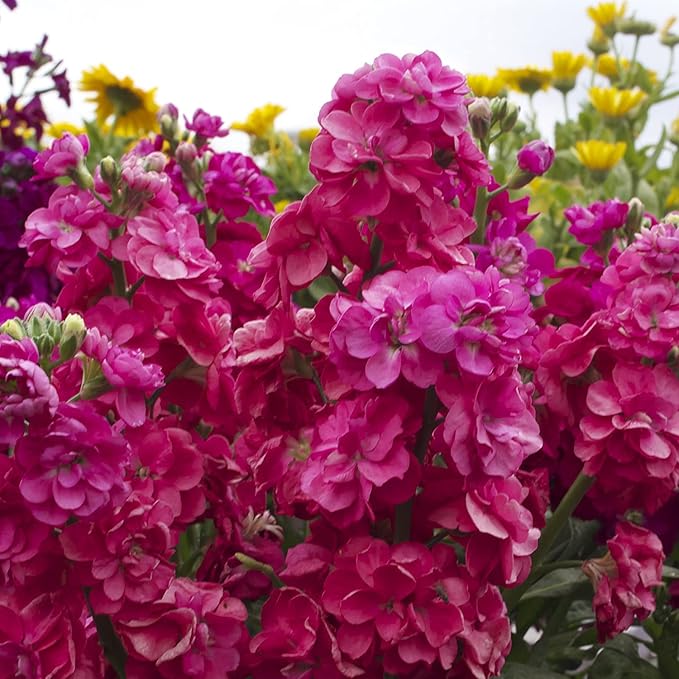 Matthiola Incana Flower seeds for Planting - Low Maintenance, Heirloom & GMO Free Seeds for Home Garden
Sale for planting in home garden