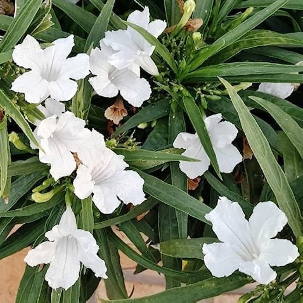 White Mexican Petunia Flower Seeds