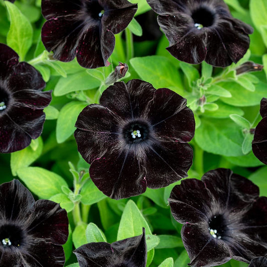 Black Petunia Flower Seeds for Planting – Heirloom, Non-GMO, Easy to Grow, Annual Blooms