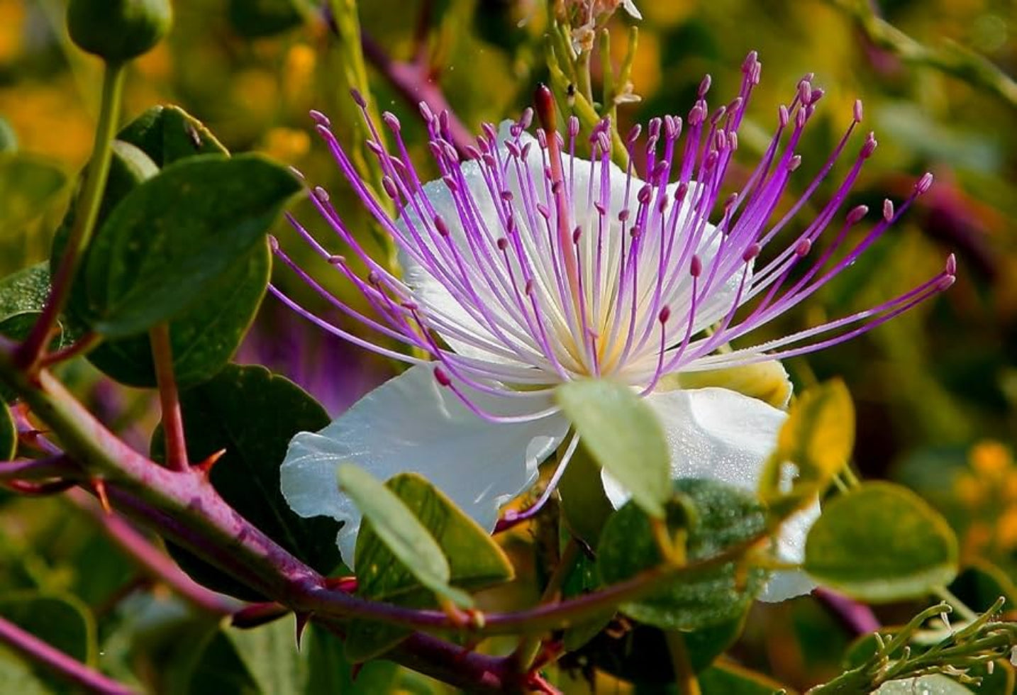 Capparis Spinosa Flower Seeds