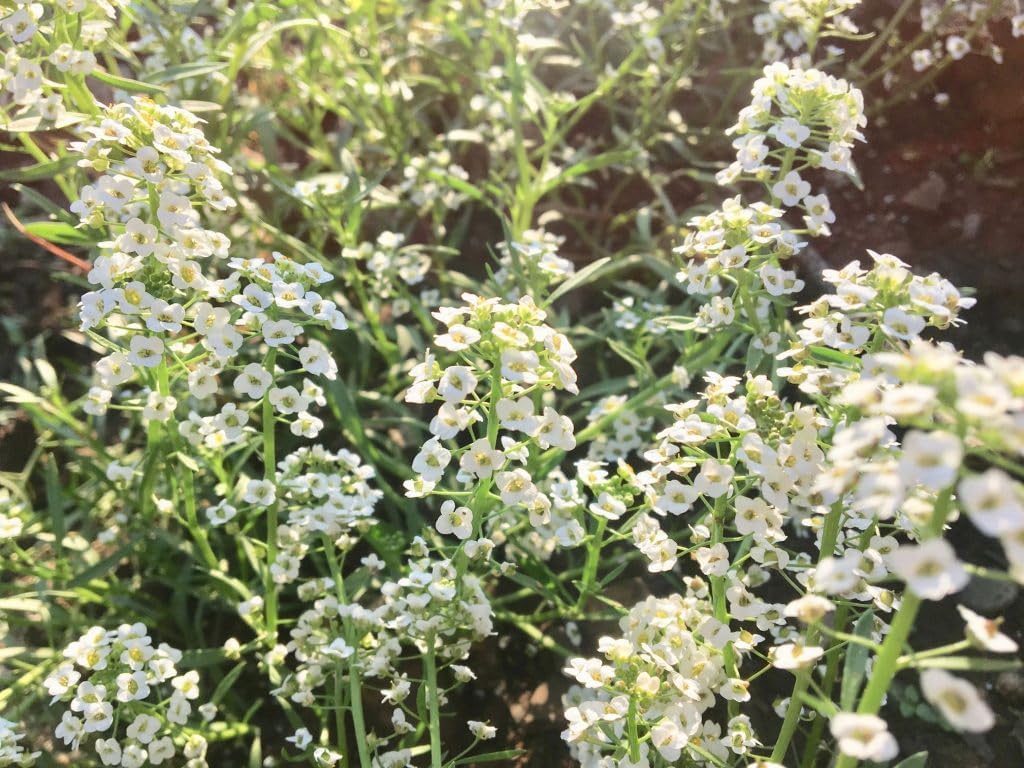 alyssum flower seeds Alyssum Flower seeds for Planting Bright Blooms Heirloo