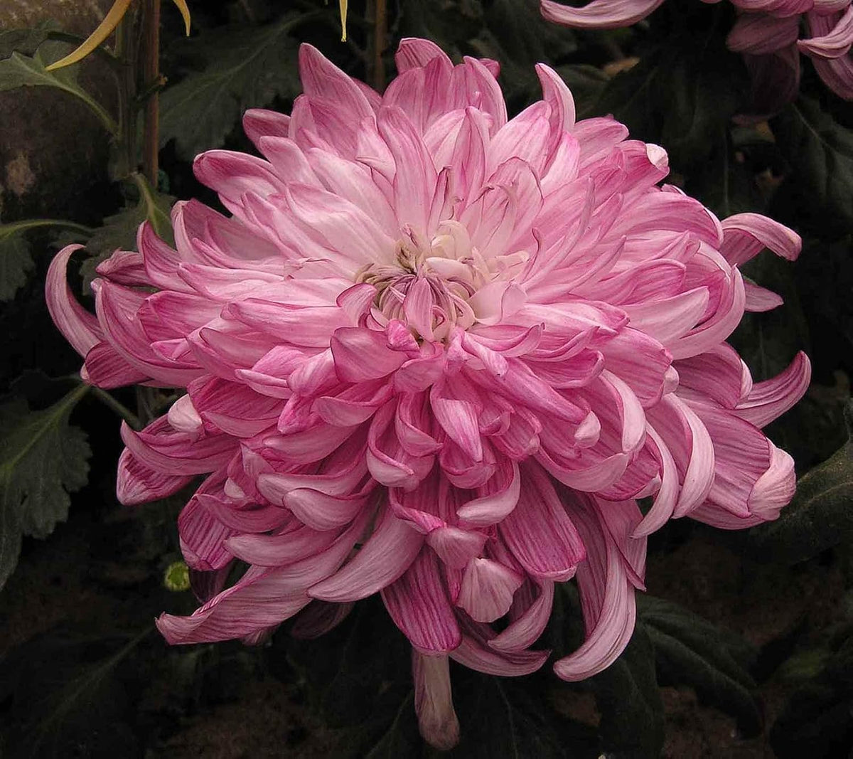 Pink White Chrysanthemum Flower seeds for Planting - Drought Tolerant, Heirloom & GMO Free Seeds for Home Garden
Sale for planting in home garden.