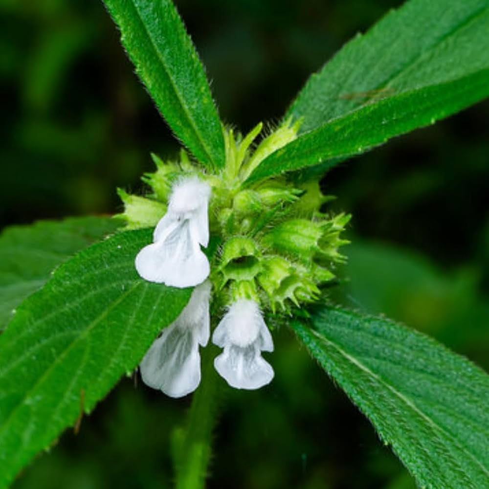 Leucas Aspera Herb Seeds