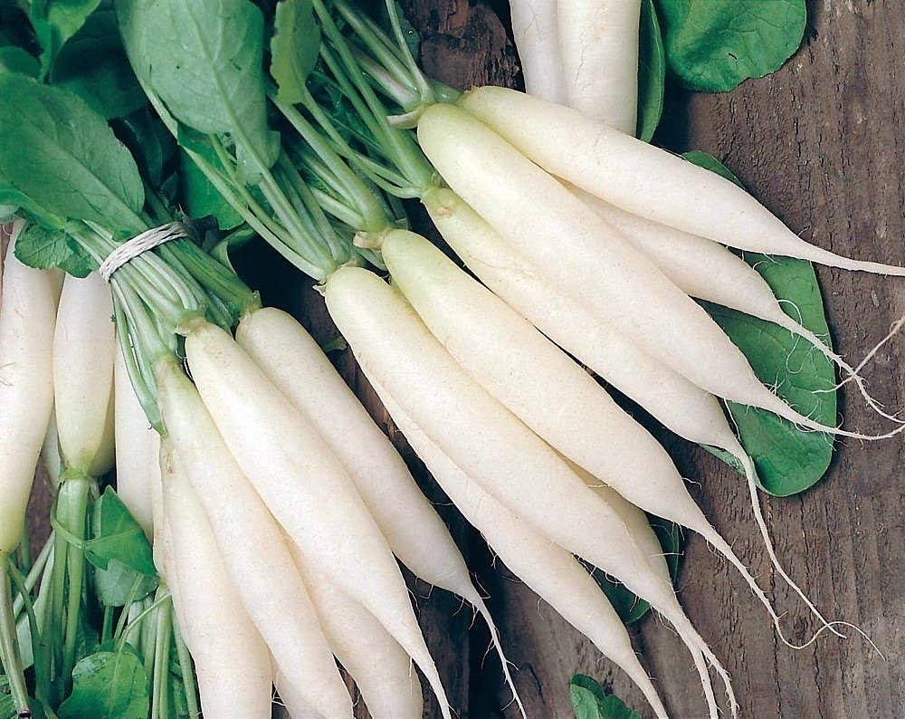 White Icicle Radish Vegetable Seeds