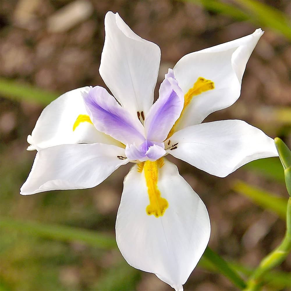 Fortnight Lily Flower Seeds (Dietes Iridioides) for Planting – Heirloom, Non-GMO, Easy to Grow, Perennial